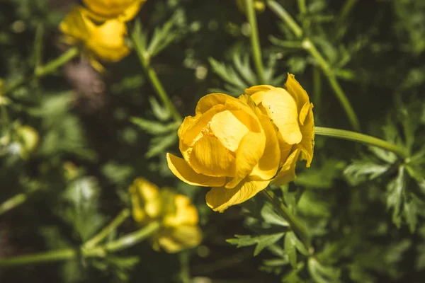 Bloeiende Bloemen Van Trollius Europaeus Globeflower — Stockfoto