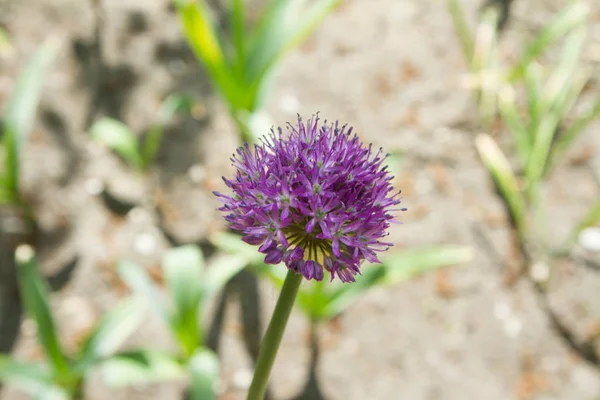 Scalogno Persiano Allium Stipitatum Fioritura — Foto Stock