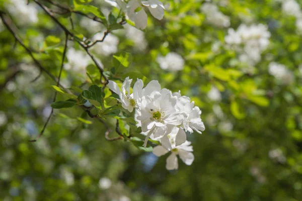 Ortak Pearlbush Exochorda Racemosa — Stok fotoğraf