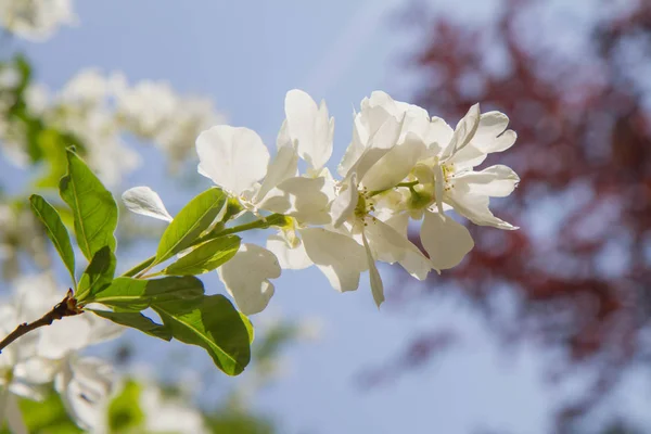 Common Pearlhh Exochorda Racema — стоковое фото