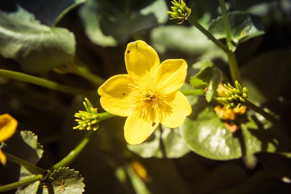 Pântano Calêndula Copo Real Caltha Palustris — Fotografia de Stock