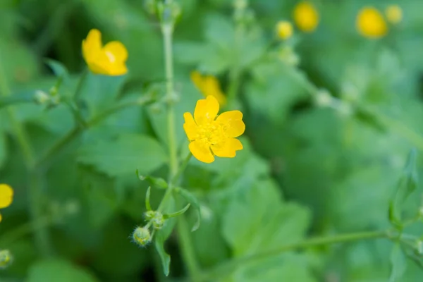Buttercup Ranunculaceae Açan Sarı Çiçekler — Stok fotoğraf