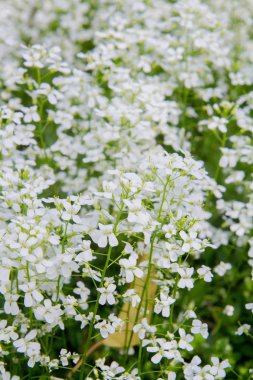 Beyaz çiçekler açan Arabis (rockcress)