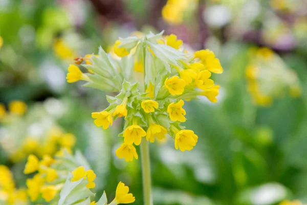 Primula Blooming Yellow Flowers — Stock Photo, Image