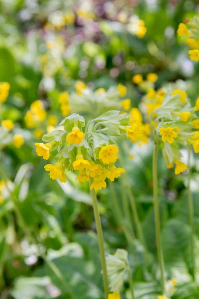 Primula Blooming Yellow Flowers — Stock Photo, Image