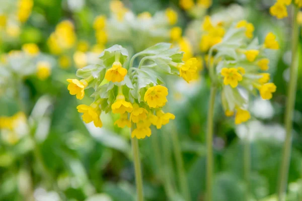 Primula Fioritura Con Fiori Gialli — Foto Stock