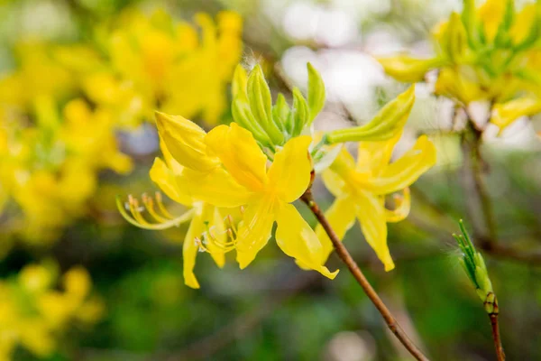 Azalka Kvete Žlutými Květy — Stock fotografie