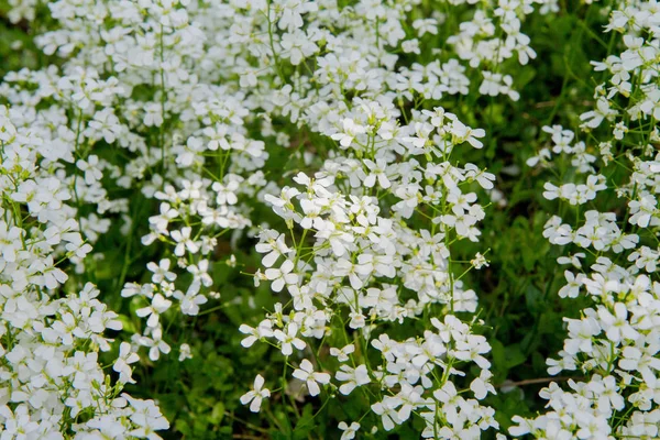 Huseník Rockcress Kvetoucí Bílými Květy — Stock fotografie