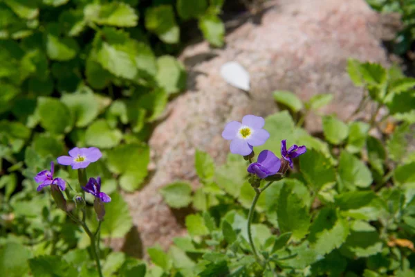 Bellflowers Een Tuin Bloei — Stockfoto