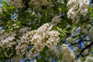 Robinia pseudoacacia (siyah çekirge)