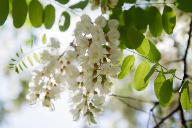 Robinia pseudoacacia (siyah çekirge)
