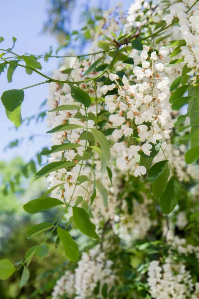 Robinia Pseudoacacia Svart Locust — Stockfoto