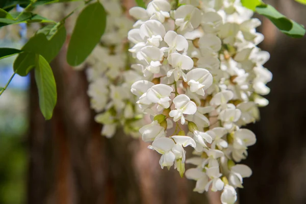 Robinia Pseudoacacia Siyah Çekirge — Stok fotoğraf