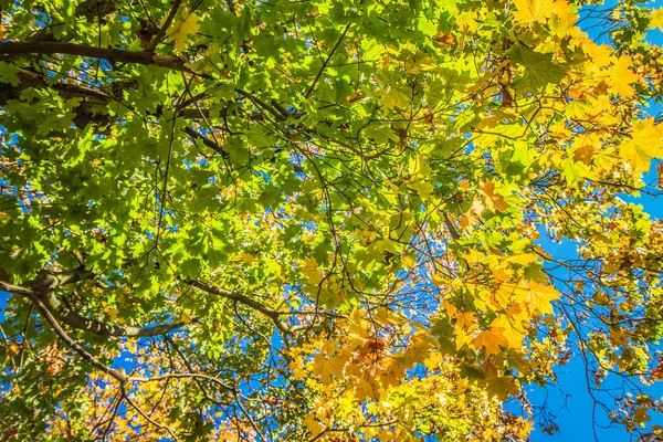 Дерево Acer Maple Осенью Видно Вверх — стоковое фото