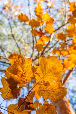Sonbaharda güneşli bir günde gökyüzüne karşı meşe yaprağı. 