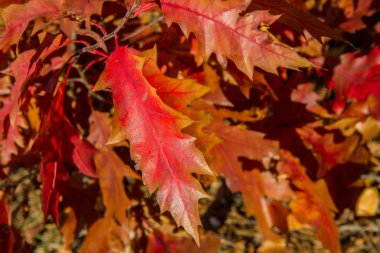 Sonbaharda güneşli bir günde meşe ağacı yaprakları 