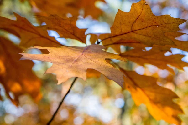 秋天阳光明媚的时候 橡树的叶子在天空中飘扬 — 图库照片