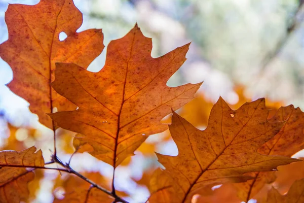 Eiken Bladeren Tegen Hemel Herfst Een Zonnige Dag — Stockfoto