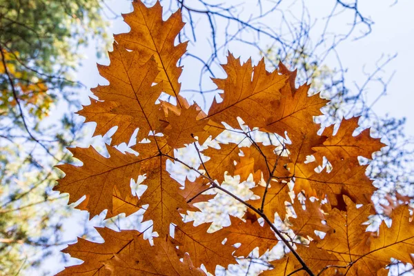 Chêne Feuilles Contre Ciel Automne Par Une Journée Ensoleillée — Photo