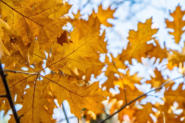 Eiken Bladeren Tegen Hemel Herfst Een Zonnige Dag — Stockfoto