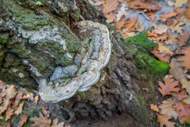 Ağaçta büyüyen renkli çoklu gözenek