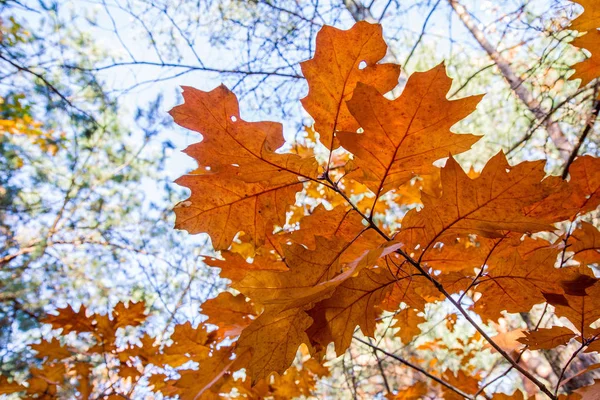 Hojas Roble Contra Cielo Otoño Día Soleado —  Fotos de Stock