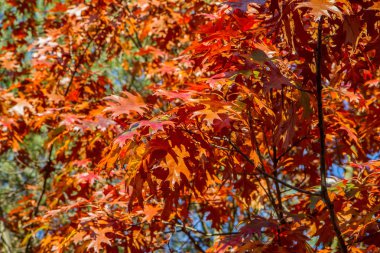 Sonbaharda güneşli bir günde meşe ağacı yaprakları