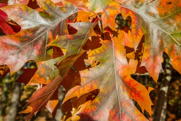 Feuilles Chêne Automne Par Une Journée Ensoleillée — Photo