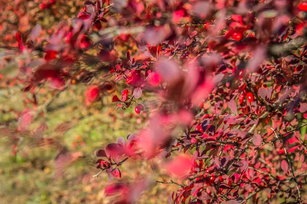 Berberis Vulgaris Automne Gros Plan — Photo