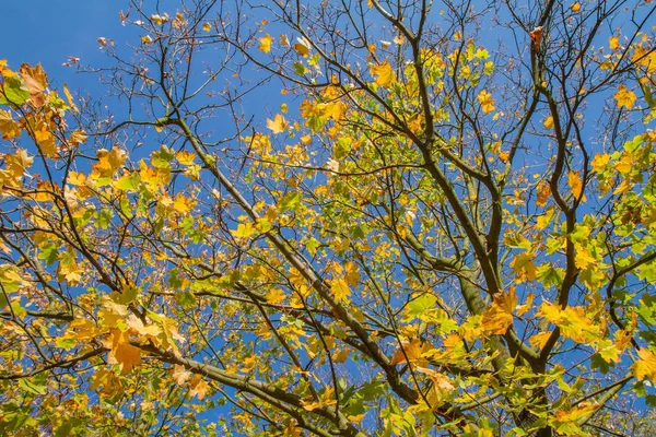 Javorové Listy Podzim Slunečného Dne — Stock fotografie