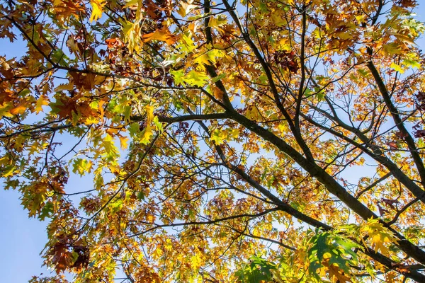 Árvore Bordo Parte Outono Dia Ensolarado — Fotografia de Stock
