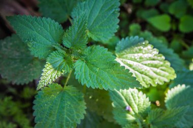 Isırgan bitkisi yakın plan