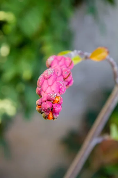 Magnolia Frutas Close — Fotografia de Stock