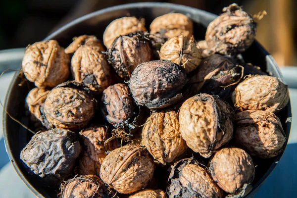 Cuenco Nueces Recién Recogidas — Foto de Stock