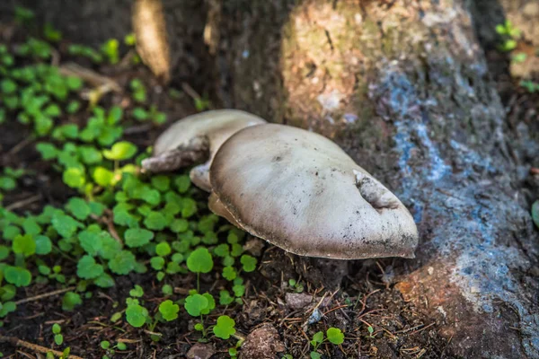 Agaricus Houba Rostoucí Lese — Stock fotografie