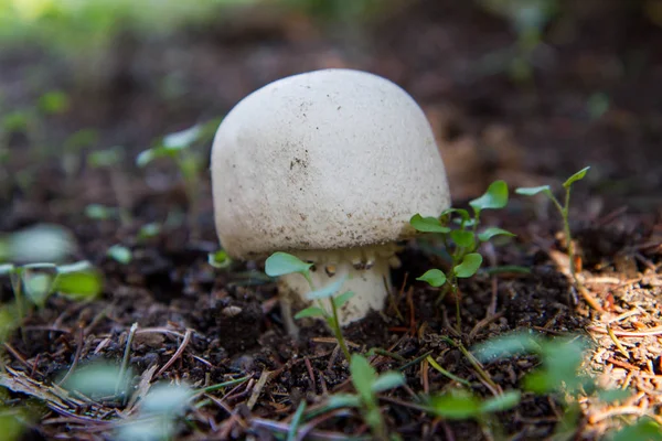 Cogumelo Agaricus Crescendo Uma Floresta — Fotografia de Stock