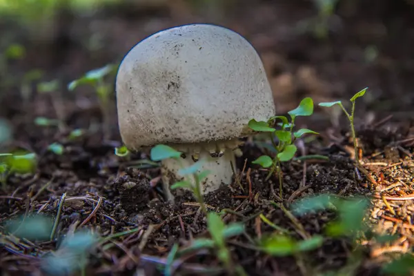 Cogumelo Agaricus Crescendo Uma Floresta — Fotografia de Stock