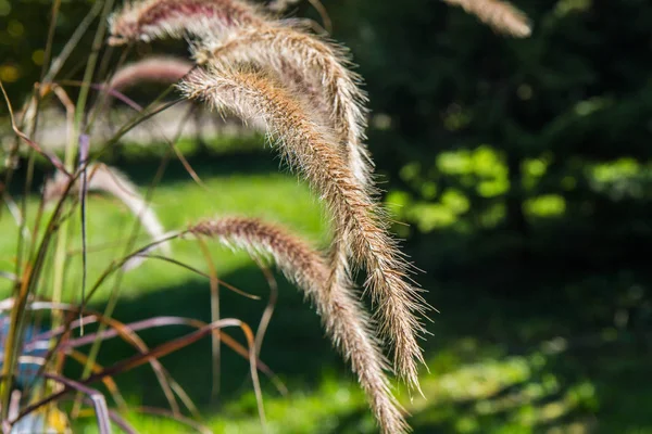 Fountain Grass Close — Stock fotografie