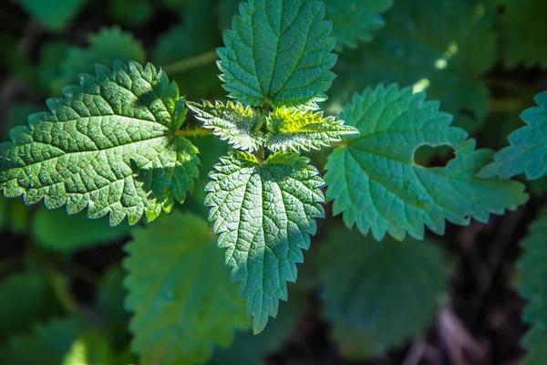 Verse Muntplant Close — Stockfoto