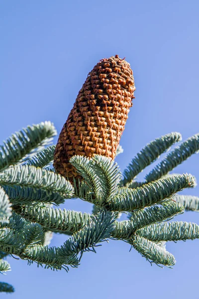 Cono Del Abeto Sobre Rama Contra Cielo — Foto de Stock