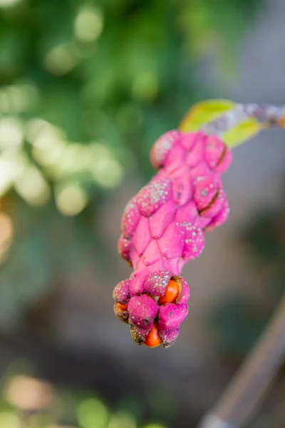 Magnolia Frutas Close — Fotografia de Stock