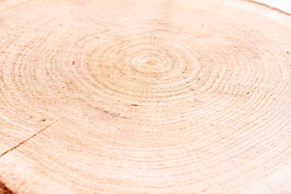 Trozo Madera Fresca Roble Sobre Fondo Blanco — Foto de Stock