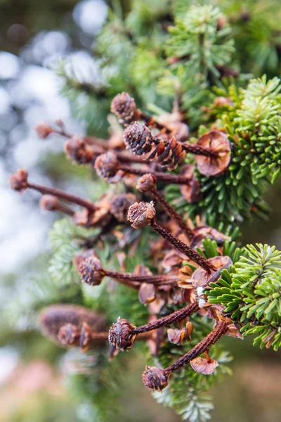 Fir Tree Cones Eaten Birds Winter — 스톡 사진