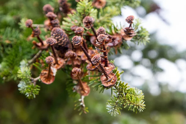 Fir Tree Cones Eaten Birds Winter — 스톡 사진