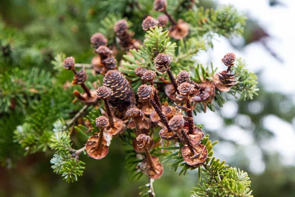 Cones Abeto Comidos Por Pássaros Inverno — Fotografia de Stock