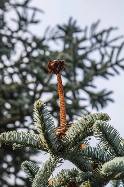 Fir Träd Kon Äts Fåglar Vintern — Stockfoto