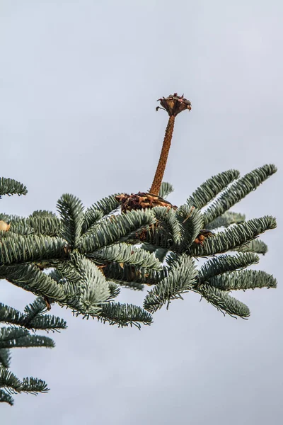 Fir Tree Cone Eaten Birds Winter — 스톡 사진
