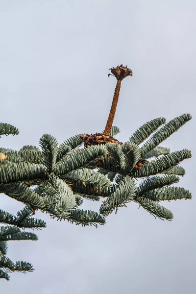 Cono Abete Mangiato Dagli Uccelli Inverno — Foto Stock