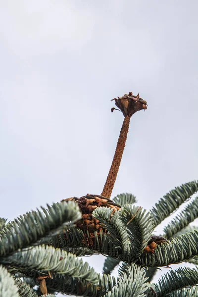 Cône Sapin Mangé Par Les Oiseaux Hiver — Photo