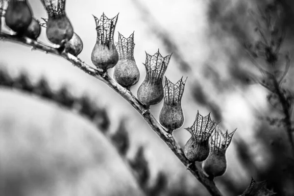 Plant Bell Shaped Dried Flowers — Stock Photo, Image